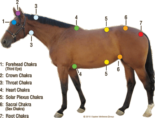 Image result for equine chakra system