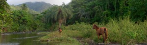 Stina lets a number of her horses run free while they ride in the jungle.
