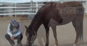 A video capture showing a timid horse with a confident horse inside!
