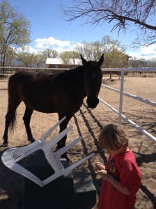 Kaiden is one of the youngest horse trainers I know - creating curiosity