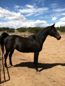 Zuzka has a shorter back, so at nearly 22, she does not have much sag in her back like a longer backed horse might have.