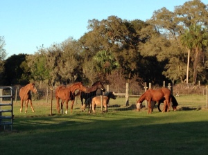 The herd greets the visiting horses.