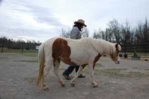 Rose, the feisty pony, comes into relationship.