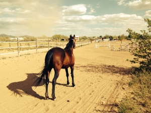 Jazzie stays and watches while a dust devil envelops a horse and rider.