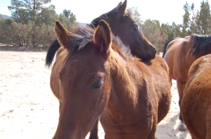 Foals learn caretaking skills from mothers and from other adult herd members.