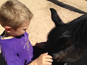 Kaiden doing a foal feeding with Zuzka.